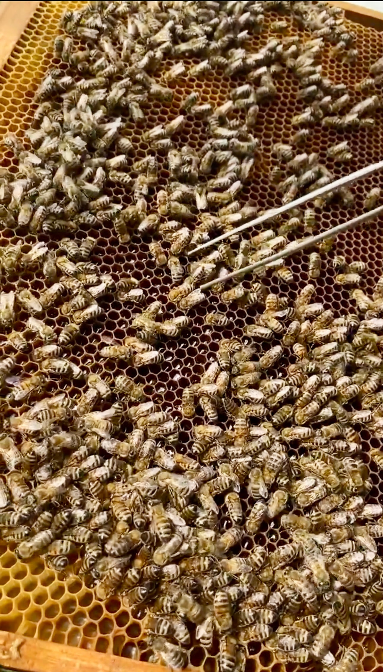 Golden Bloom Honey (organic)